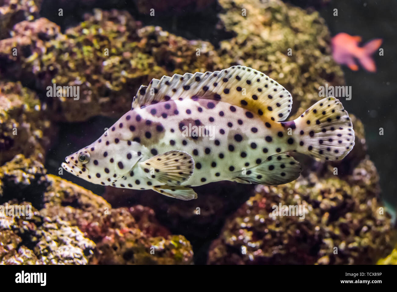 https://c8.alamy.com/comp/TCX89P/closeup-of-a-panther-grouper-white-with-black-spotter-tropical-fish-exotic-pet-from-the-indo-pacific-ocean-TCX89P.jpg