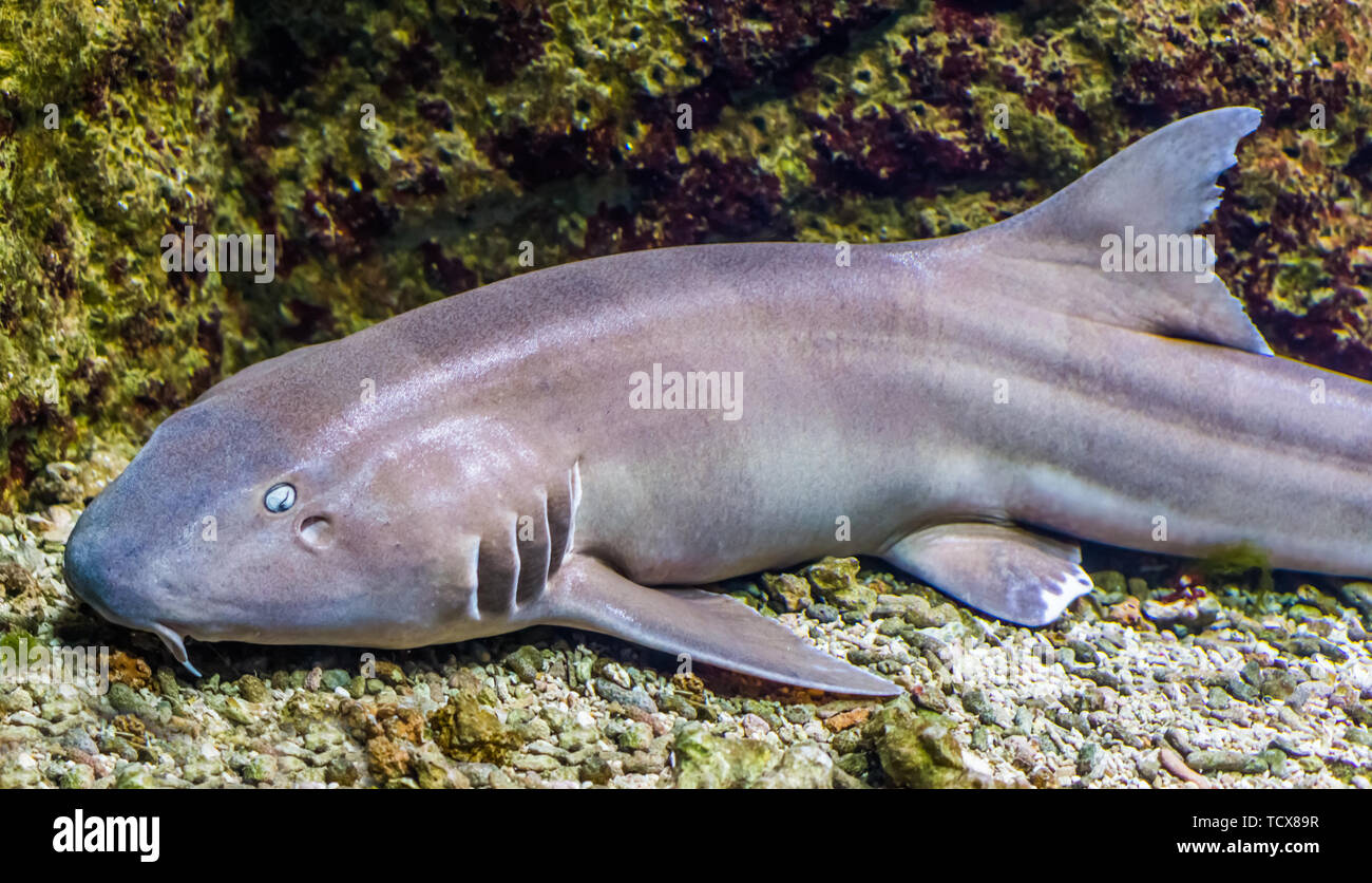 brown banded bamboo shark in closeup, tropical fish from the indo-pacific ocean Stock Photo