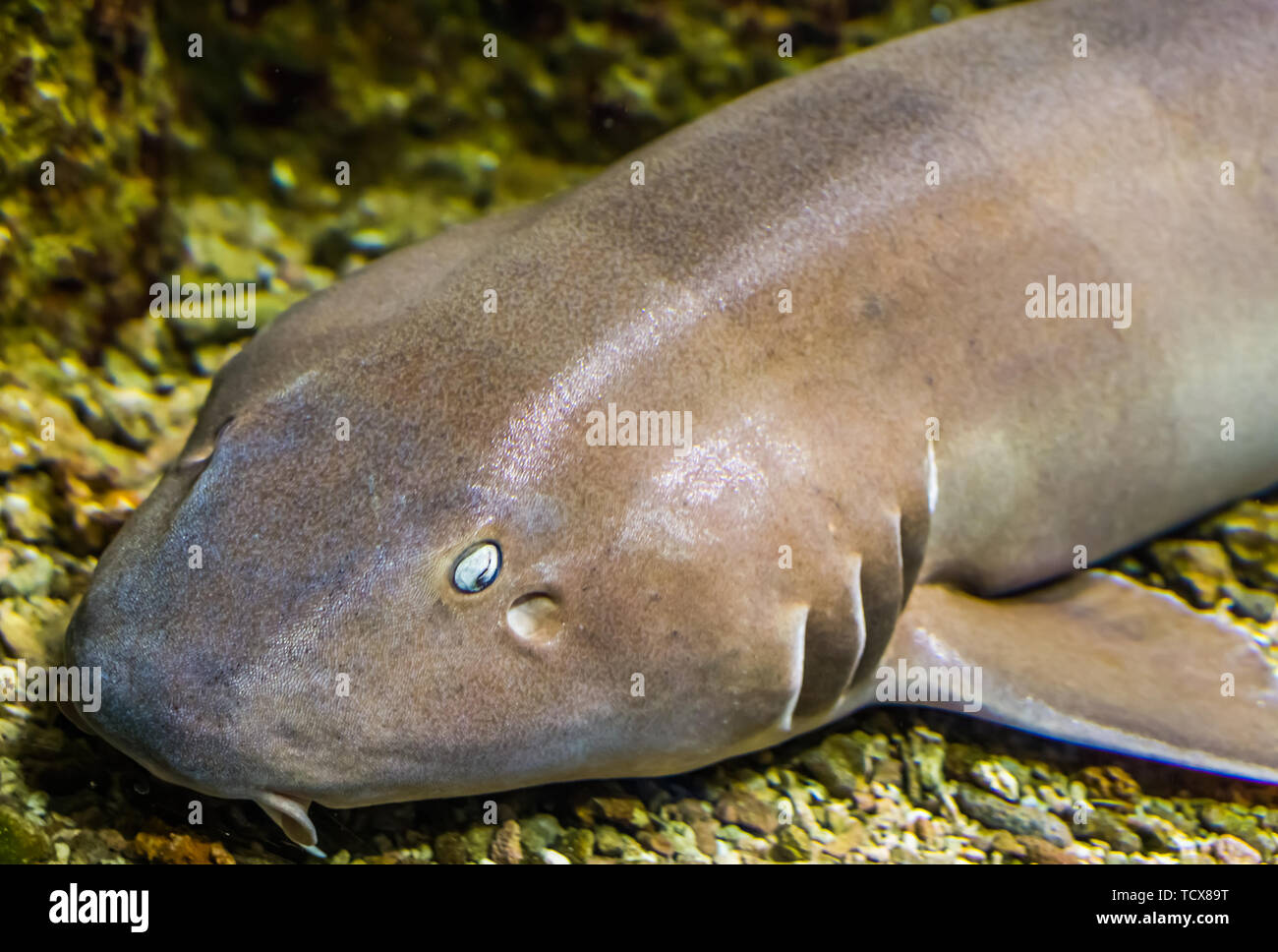 the face of a brown banded bamboo shark in closeup, tropical fish from the indo-pacific ocean Stock Photo