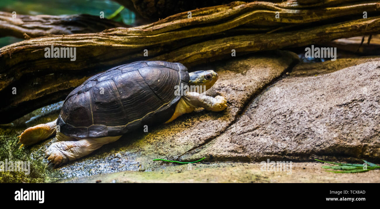 central african mud turtle walking at the water side, tropical semi aquatic turtle from Africa Stock Photo