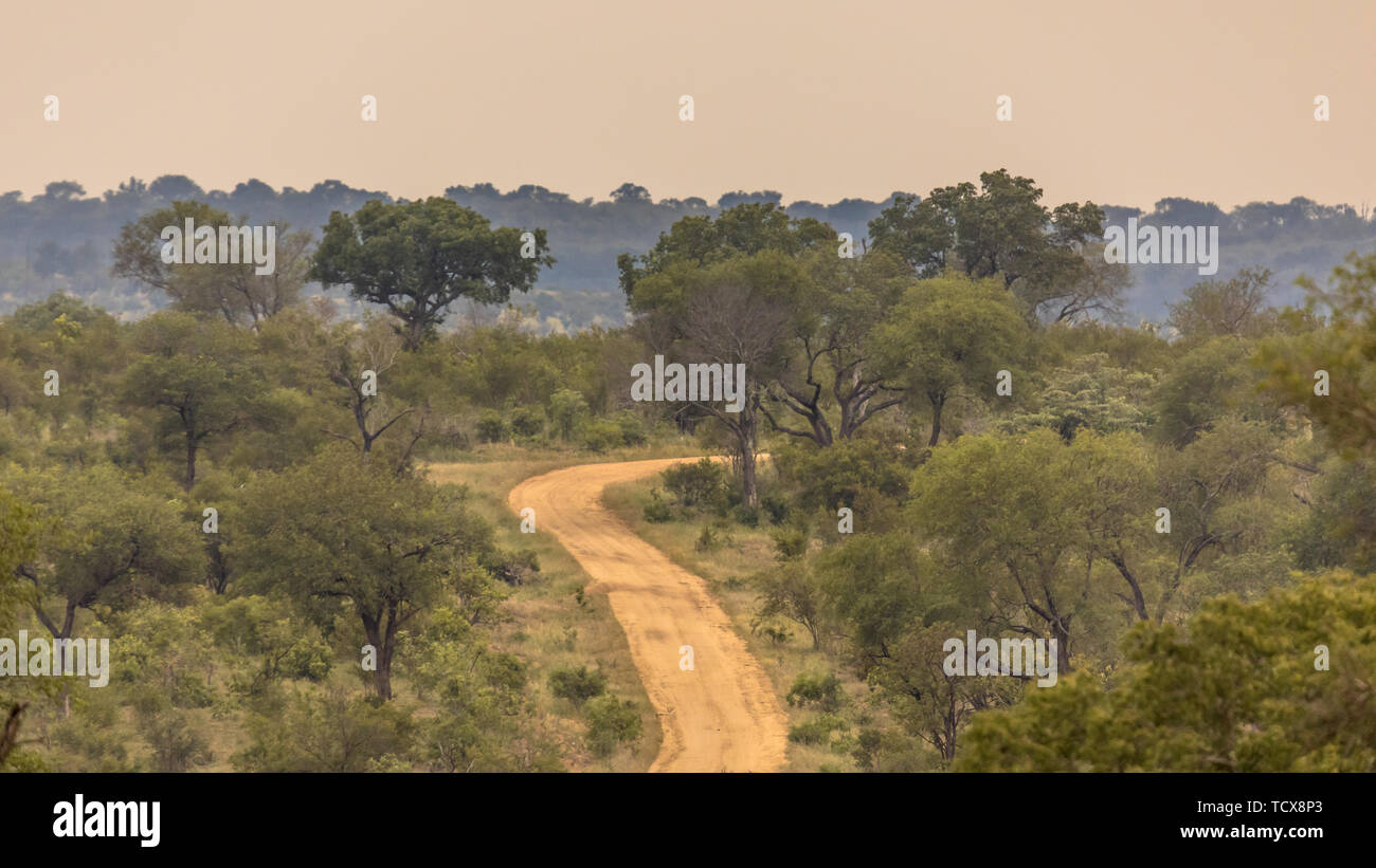 Dirt road S4 through savanna under evening light in Kruger National park, South Africa Stock Photo