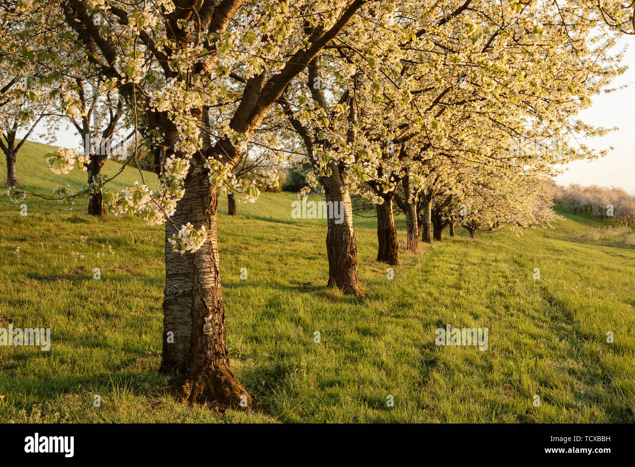 Cherry blossom in Obereggenen, Breisgau, Black Forest, Baden-Wuerttemberg, Germany, Europe Stock Photo