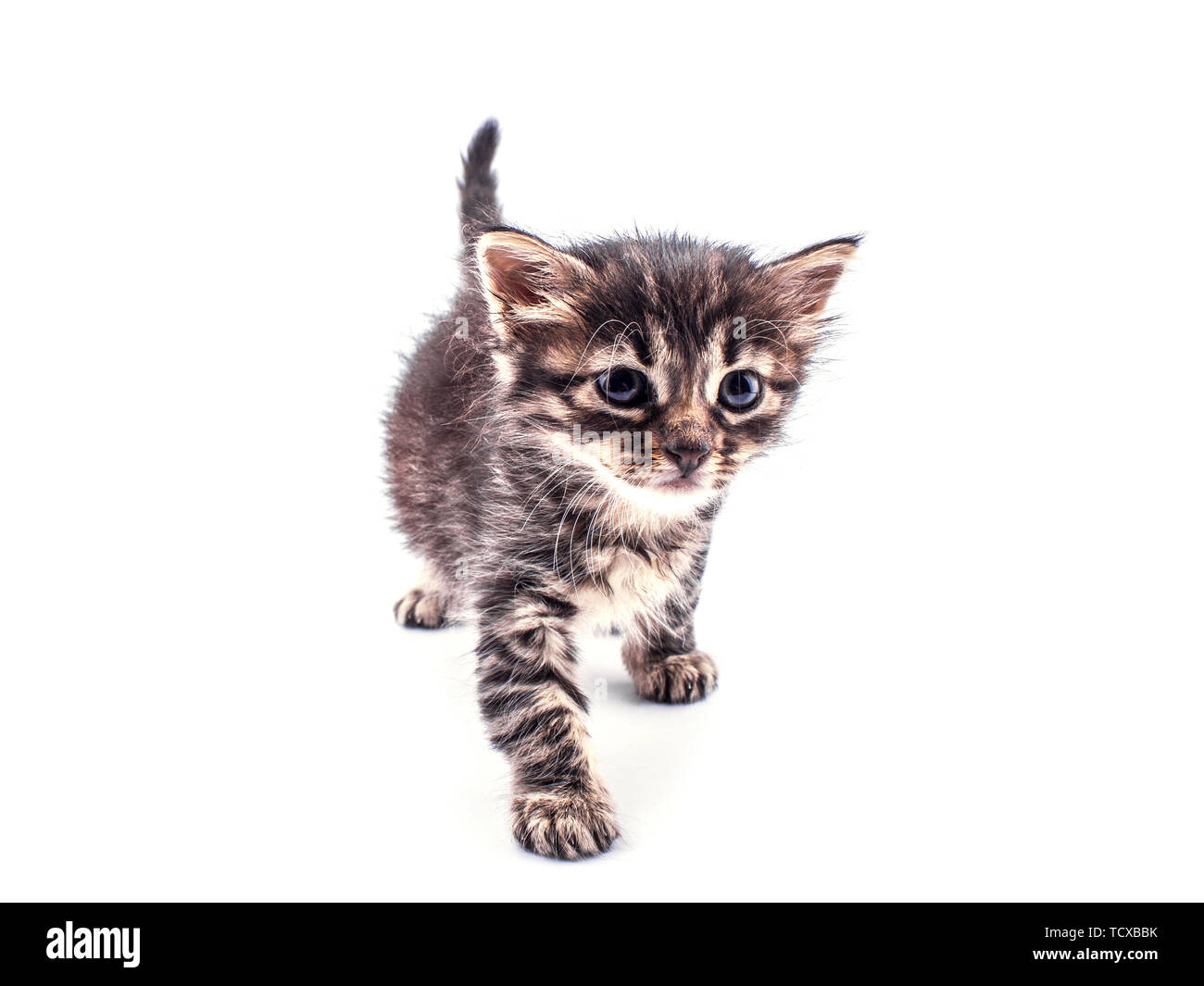Beautiful fluffy tabby kitten with a big blue eyes Stock Photo - Alamy
