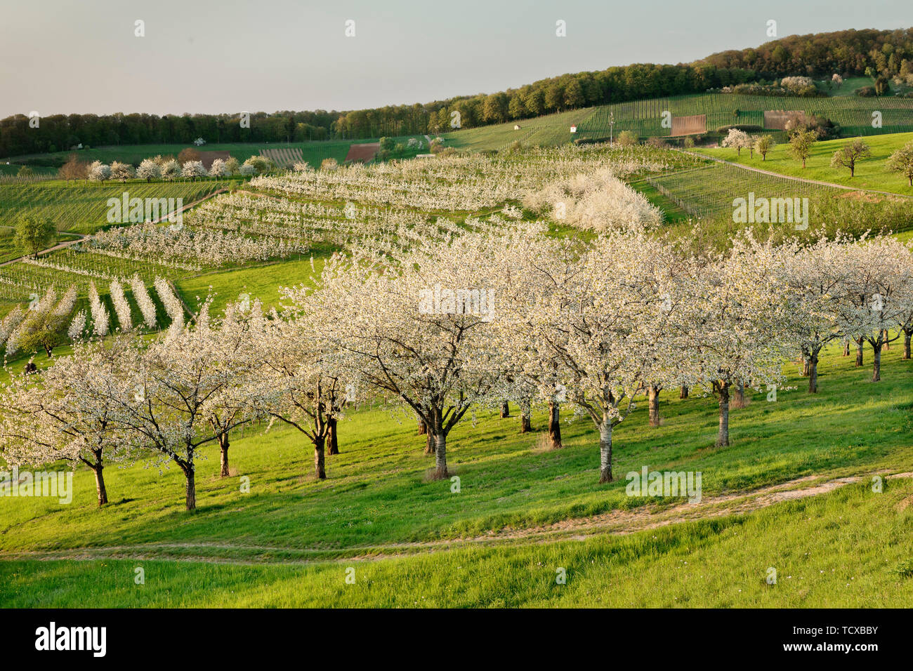 Cherry blossom in Obereggenen, Breisgau, Black Forest, Baden-Wurttemberg, Germany, Europe Stock Photo