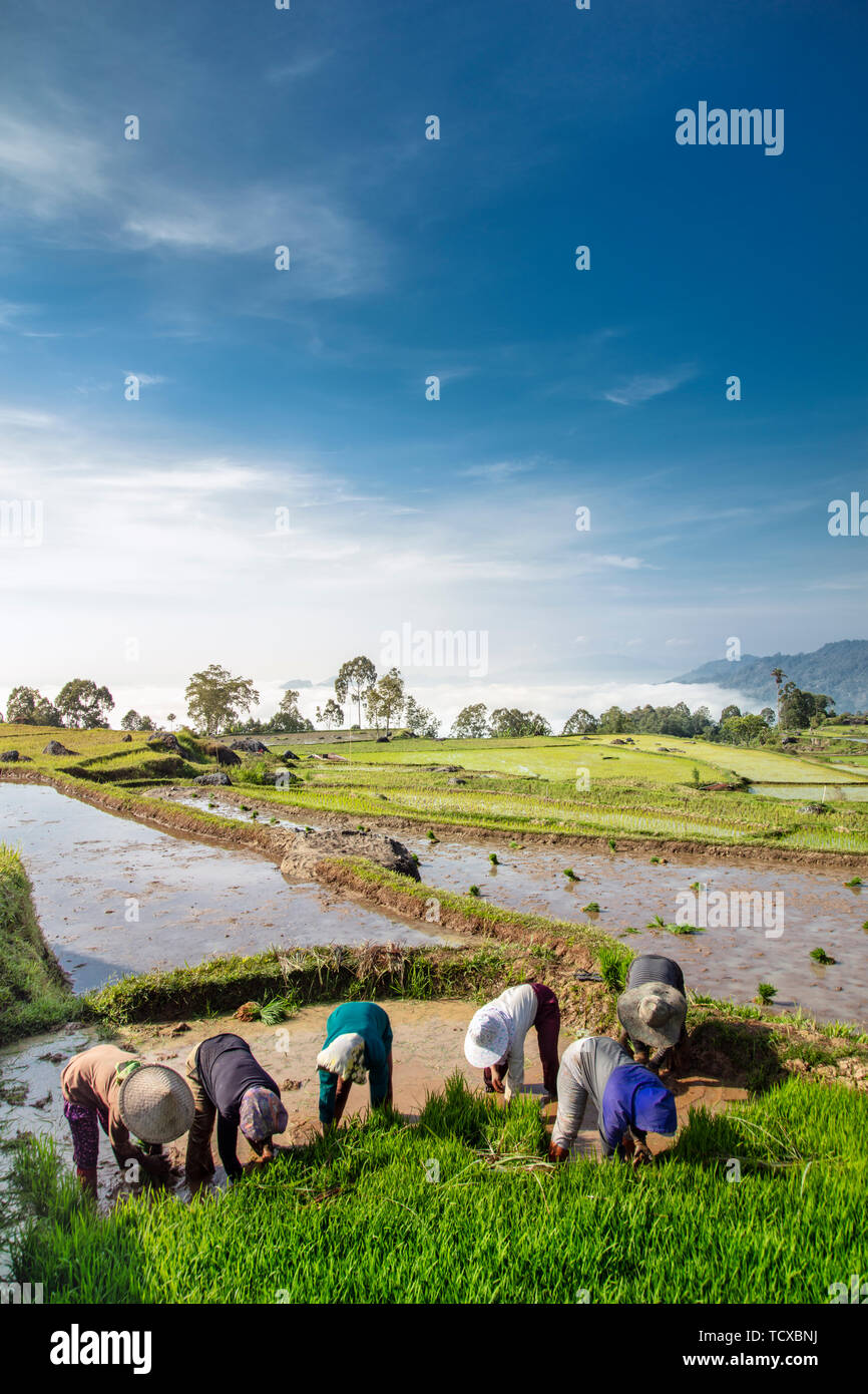 Rice farmers in rice paddy fields, Tana Toraja, Sulawesi, Indonesia, Southeast Asia, Asia Stock Photo