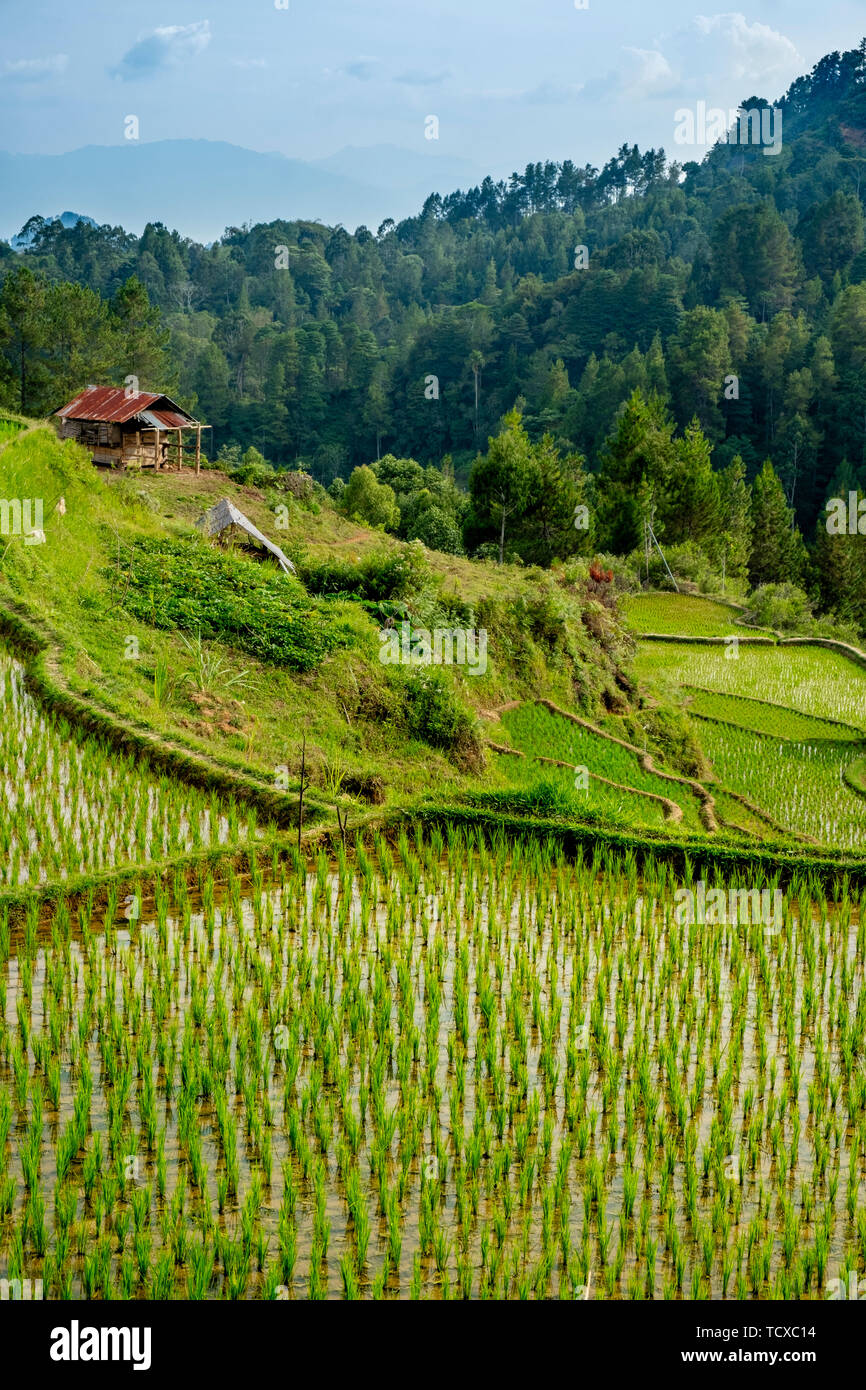 Rice paddy fields in the highlands, Tana Toraja, Sulawesi, Indonesia, Southeast Asia, Asia Stock Photo