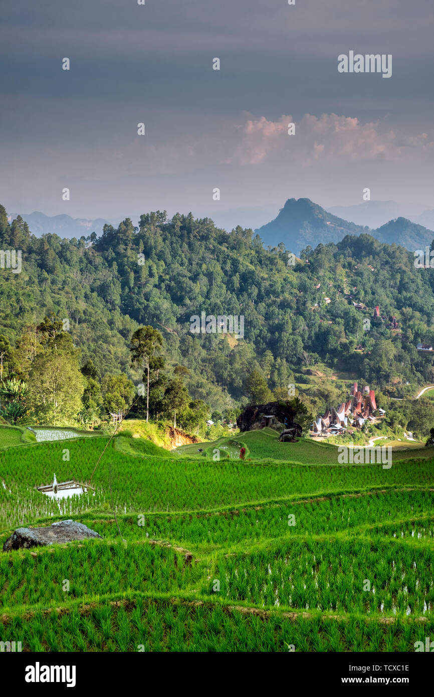 Rice paddy fields in the highlands, Tana Toraja, Sulawesi, Indonesia, Southeast Asia, Asia Stock Photo