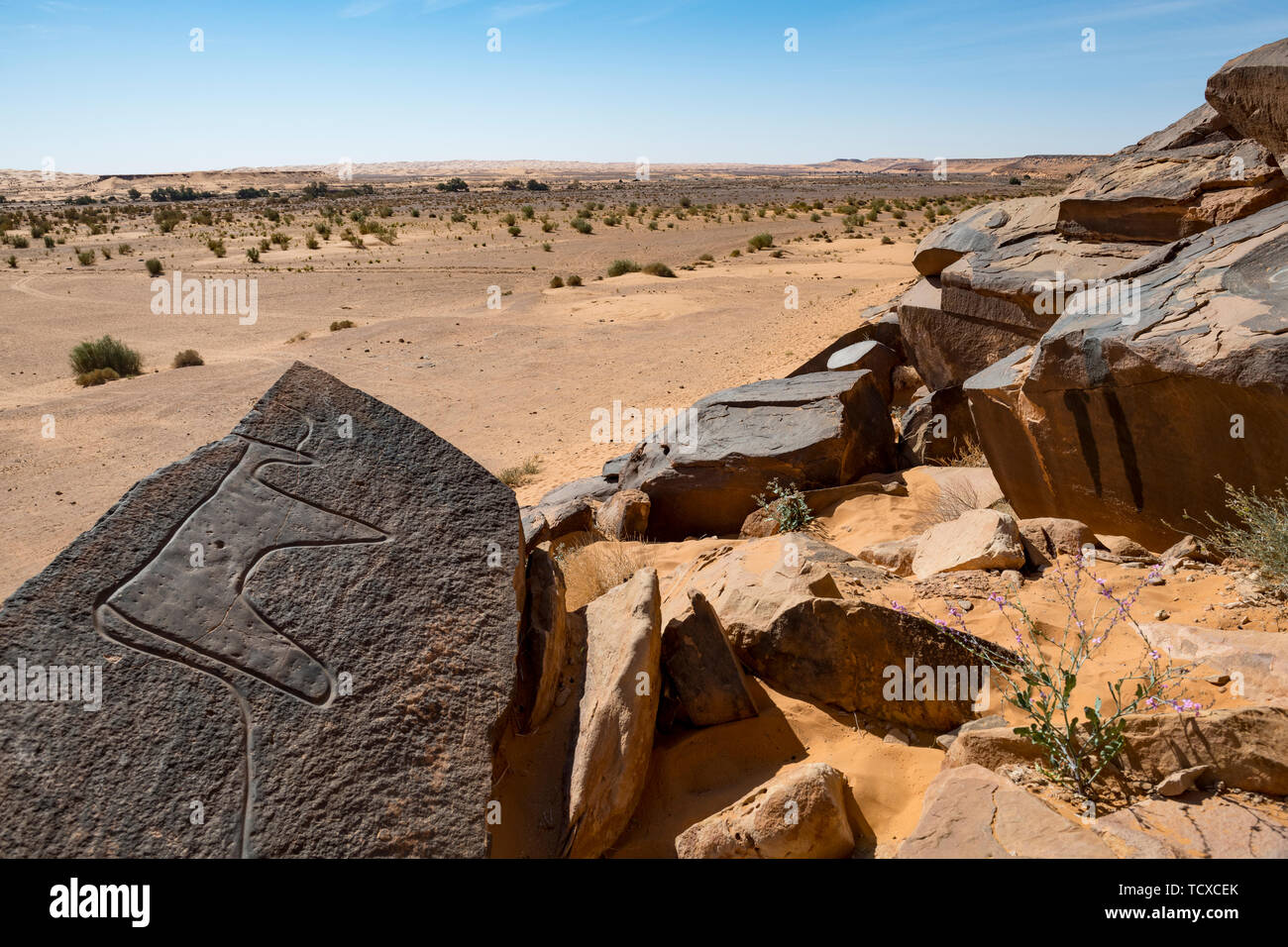 Prehistoric rock carvings near the Oasis of Taghit, western Algeria, North Africa, Africa Stock Photo