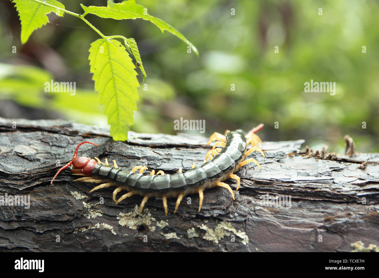Centipedes High Resolution Stock Photography and Images - Alamy