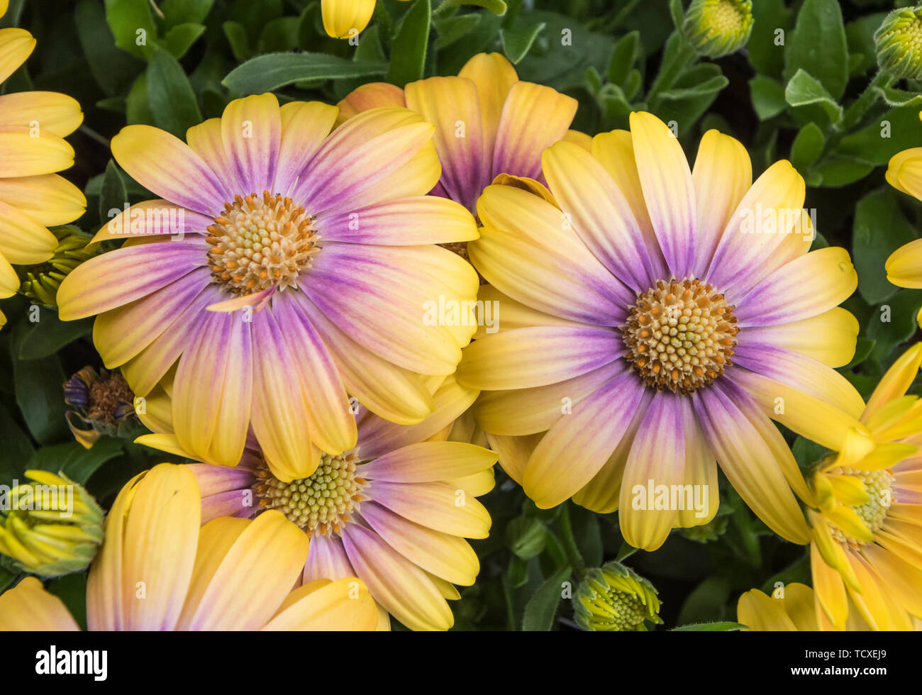 Osteospermum Serenity Blushing Beauty 'Balostush' (from Serenity Series) flowers in Summer in the UK. Stock Photo