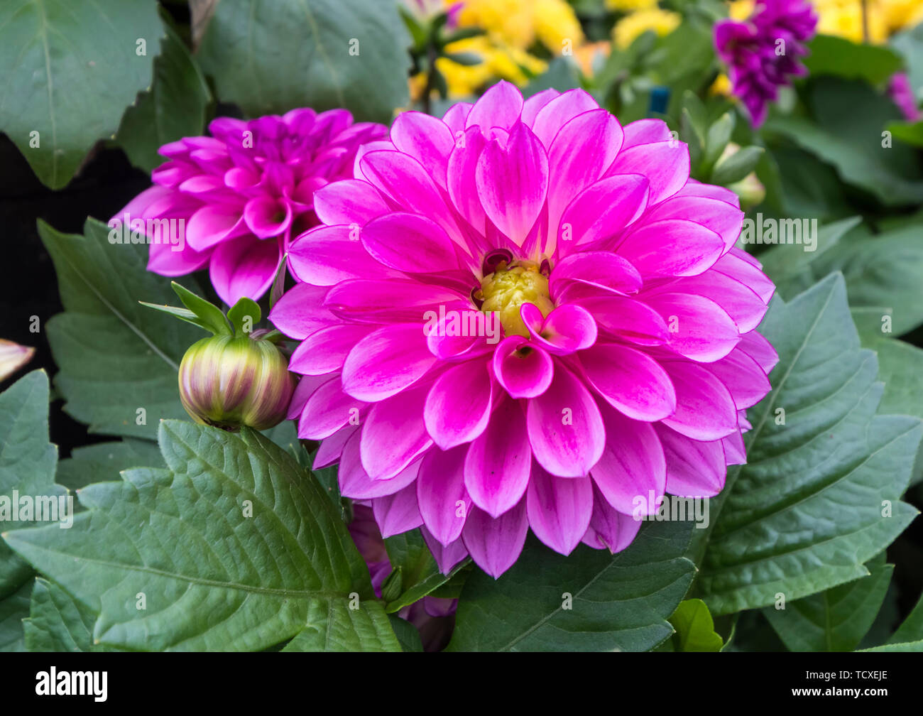Dahlia 'Dahlietta Nina' flower in Summer in West Sussex, England, UK. Stock Photo