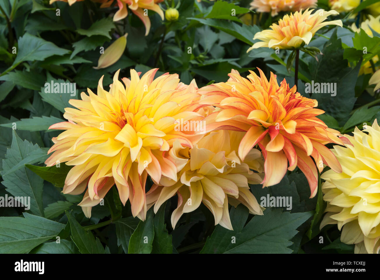 Yellow orange Dahlia Grandalia 'Sunny Flame' flowers (Dahlia hybrida) in Summer in the UK. Stock Photo