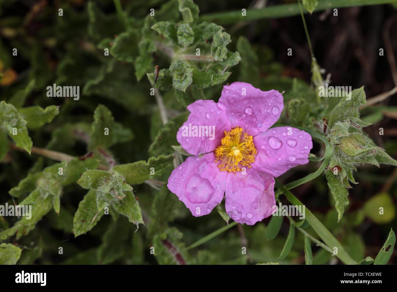 Hoary rockrose, Pink rockrose, Cistus creticus Stock Photo Alamy