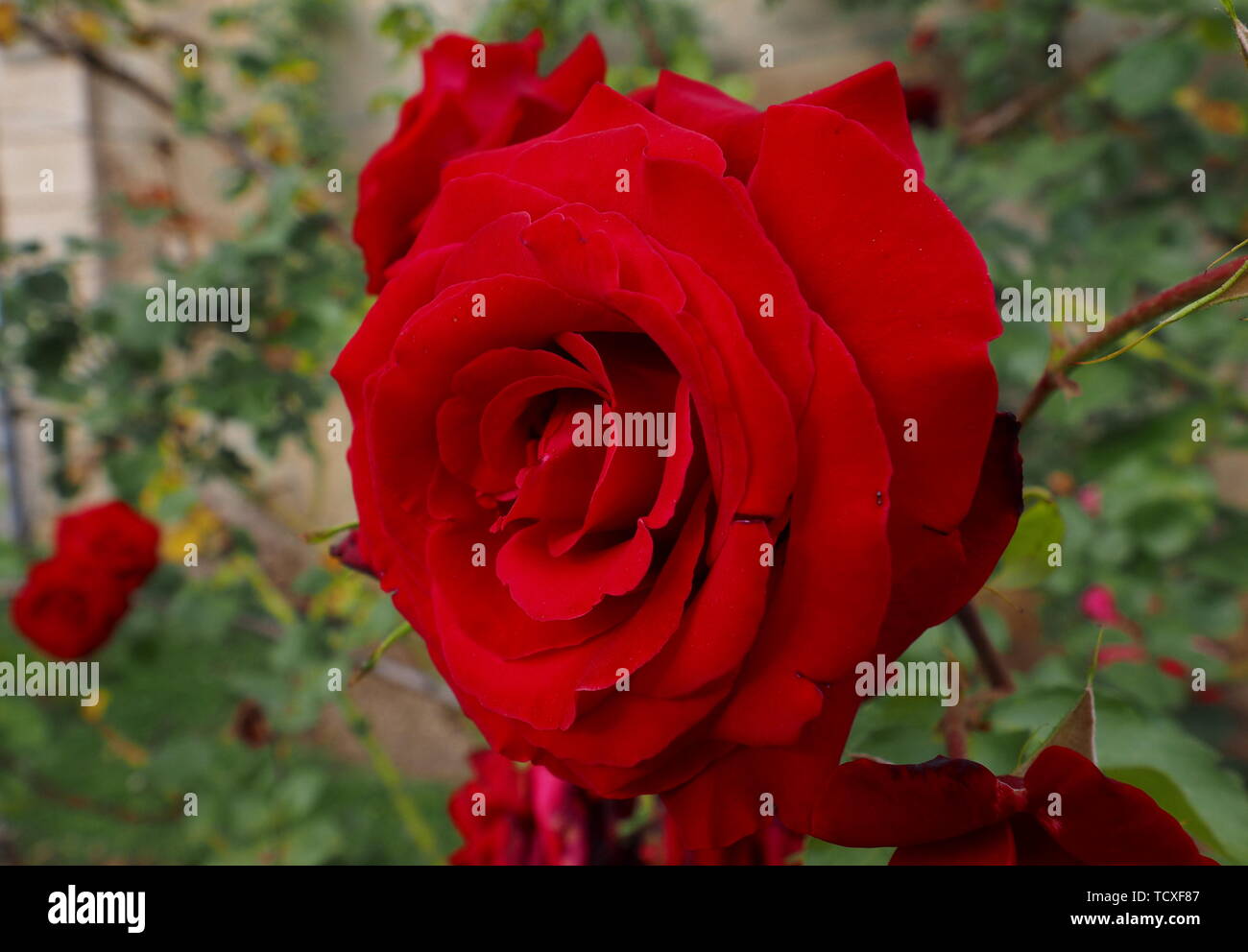 Fiori Rosa High Resolution Stock Photography and Images - Alamy