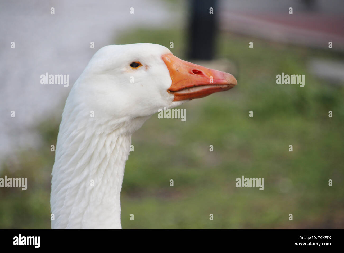 head of a wild white goose on the streets Stock Photo