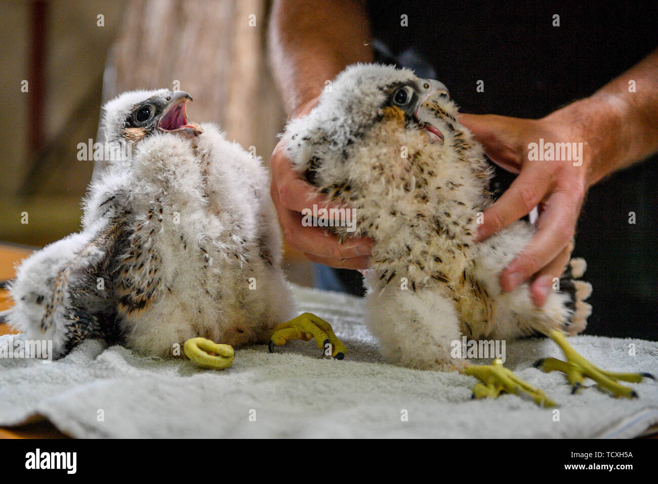 Peregrine falcon chicks are handled in preparation for ringing and data collection by RSPB expert handlers in the tower at Salisbury Cathedral, where four newly hatched birds of prey are nesting along with mum and dad on the South tower. Stock Photo