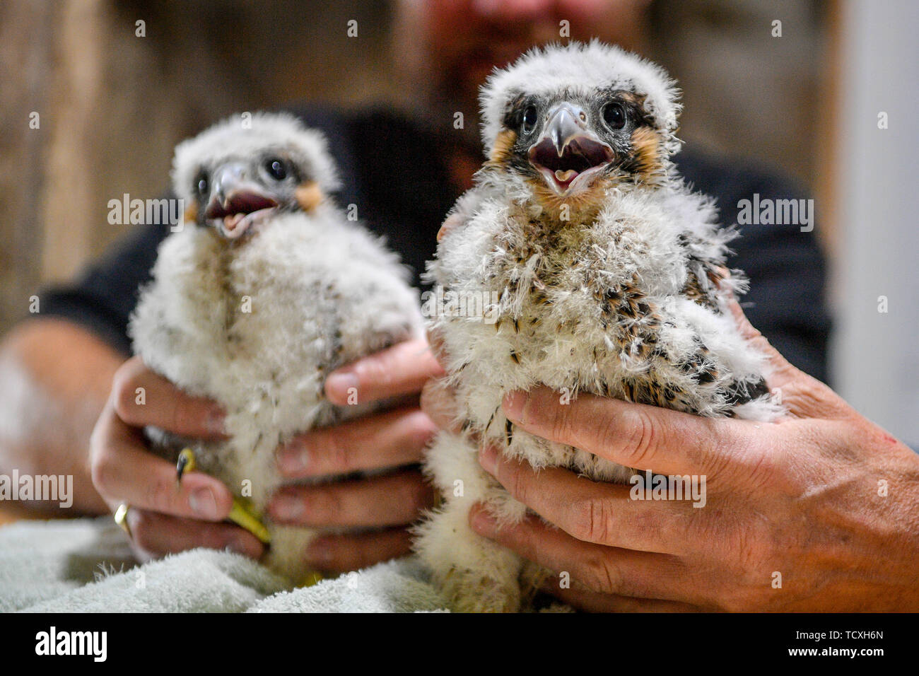 Peregrine falcon chicks are handled in preparation for ringing and data collection by RSPB expert handlers in the tower at Salisbury Cathedral, where four newly hatched birds of prey are nesting along with mum and dad on the South tower. Stock Photo