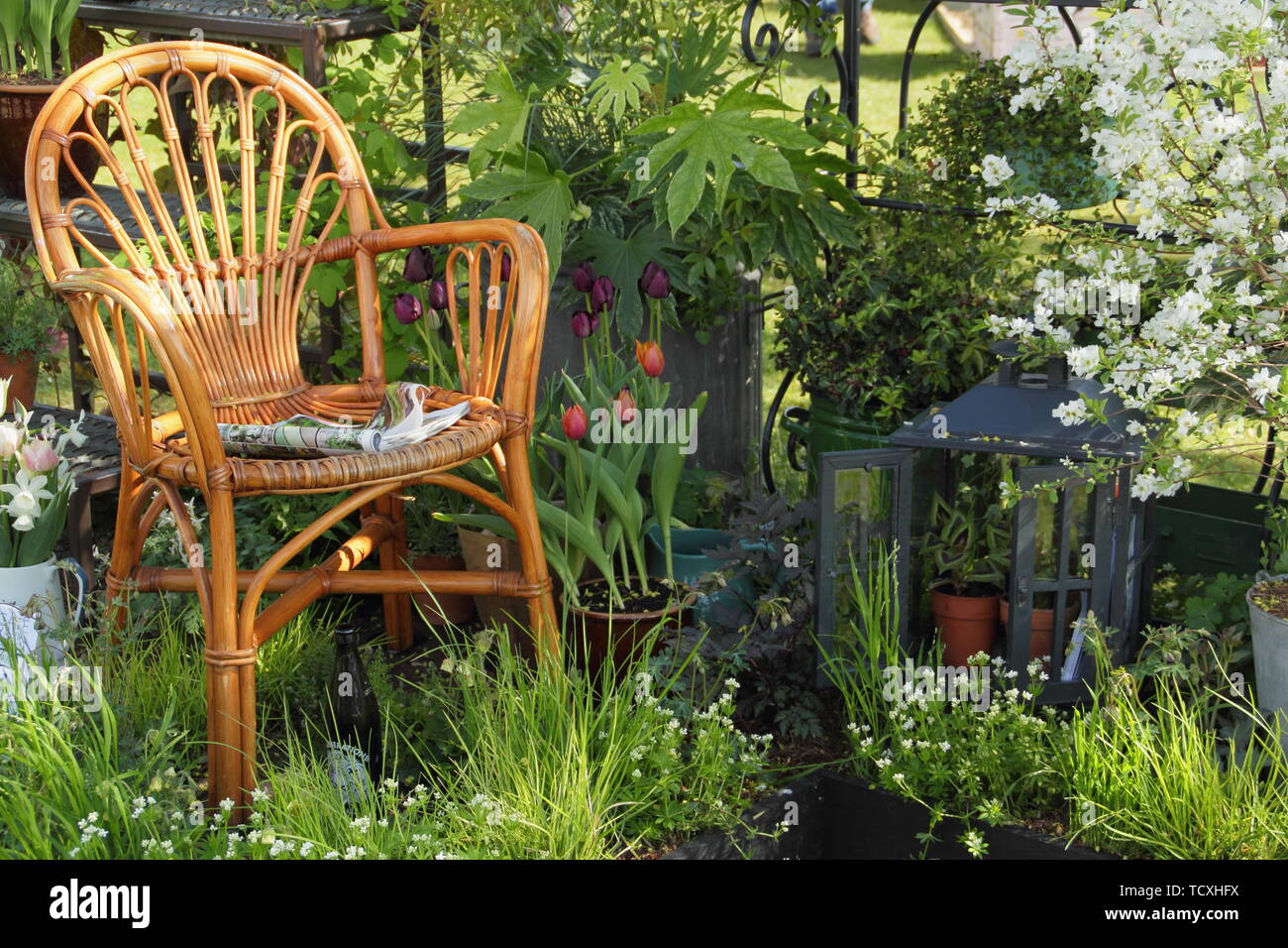 Small urban green space with cosy seating and Aquilegia 'Clementine White', Rosa banksiae, fatsia, grasses, ivy, exochorda and Malus 'Freya' Stock Photo