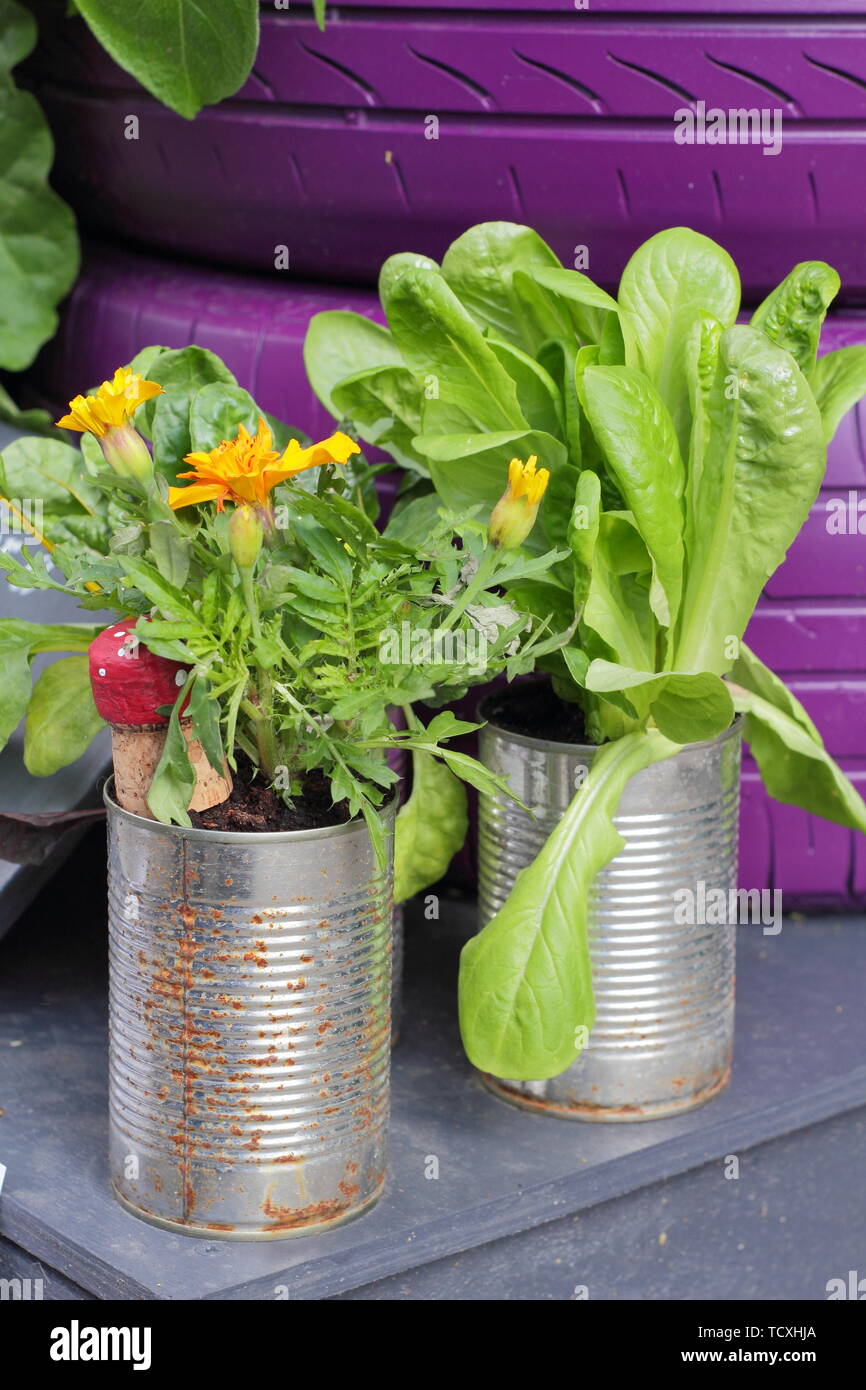 Marigolds and herbs growing in recycled tin cans Stock Photo