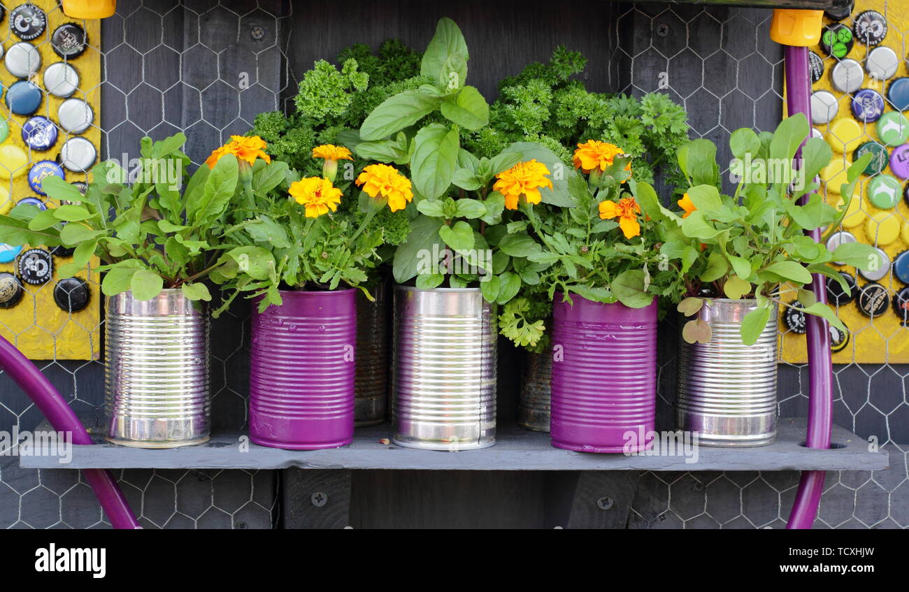 Marigolds and herbs growing in recycled tin cans Stock Photo