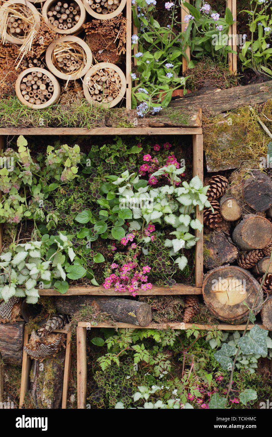 Small vertical garden planter and bug hotel made using recycled wooden wine boxes Stock Photo