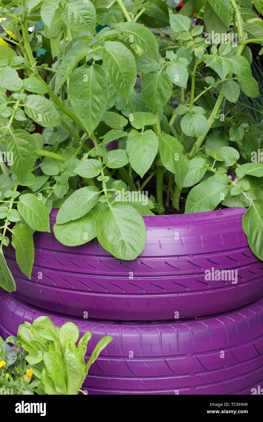 Car tyres potatoes hires stock photography and images Alamy