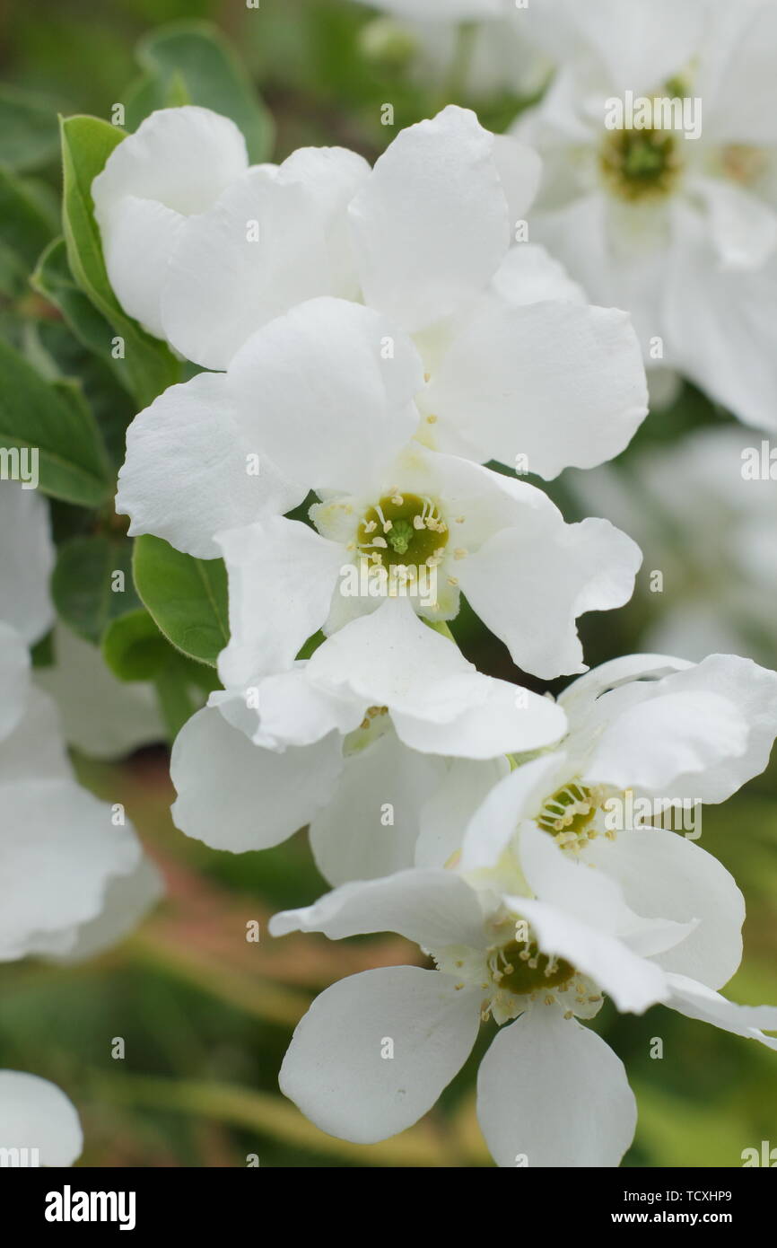 Exochorda × macrantha 'The Bride' pearlbush in flower in spring Stock Photo