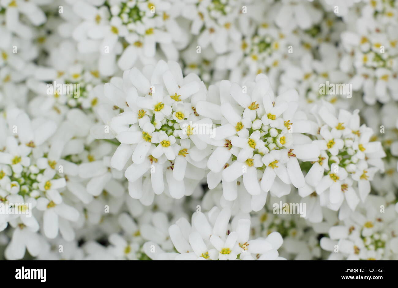 Iberis sempervirens 'Fischbeck candytuft flowering in spring Stock Photo