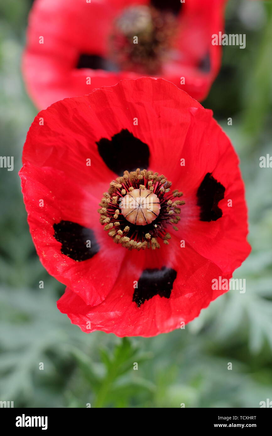 Papver commutatum 'Ladybird'. Spotted crimson blooms of Poppy 'Ladybird' Stock Photo