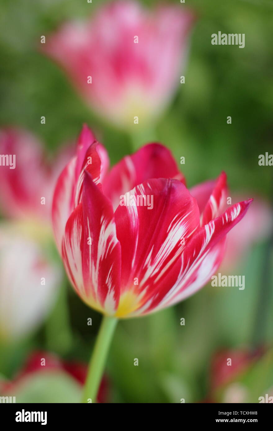 Tulipa 'Silver Standard'. Heirloom tulip variety Stock Photo