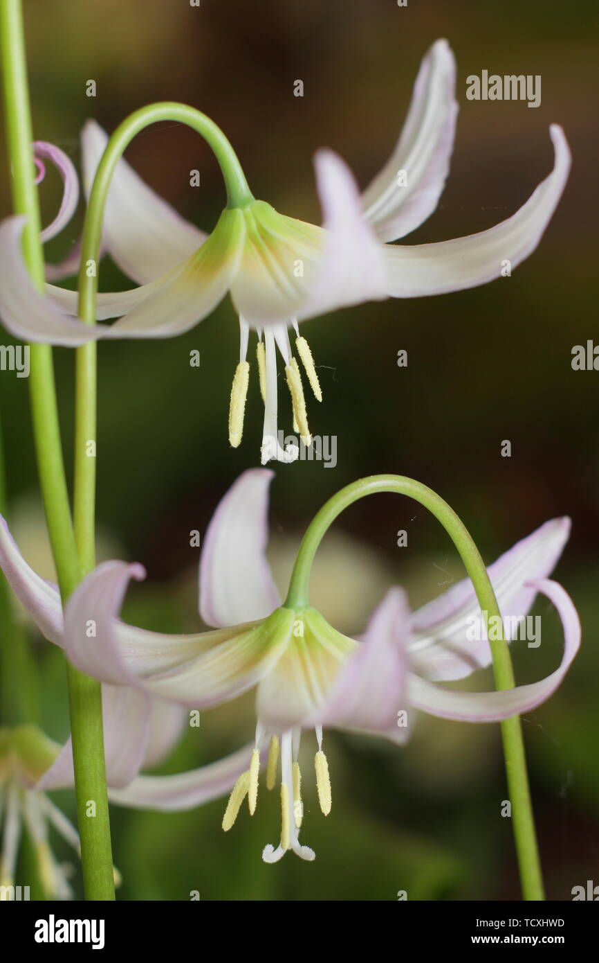 Erythronium revolutumn - white form, Fawn lily Stock Photo