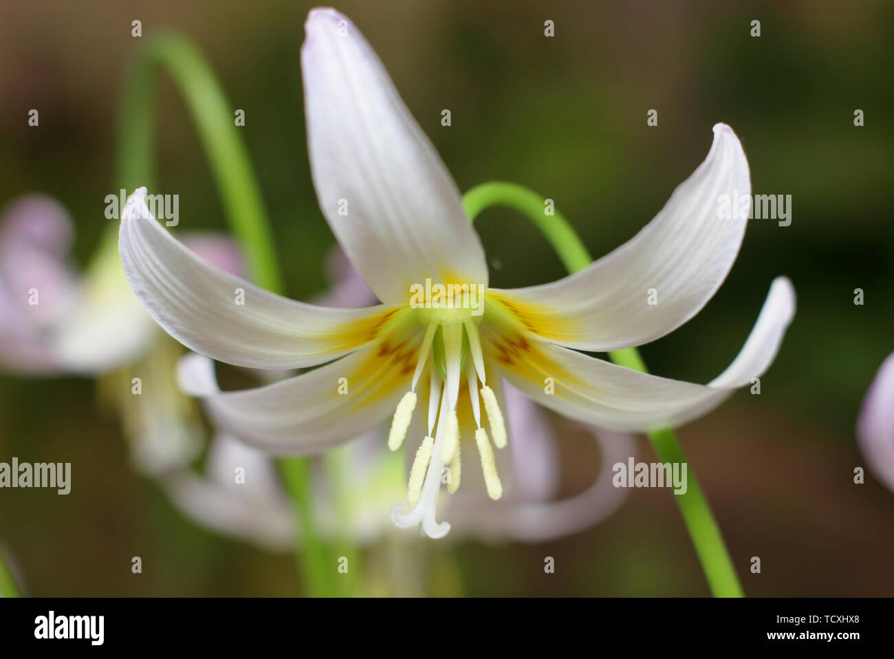 Erythronium 'Kinfauns Pink' flower in April Stock Photo