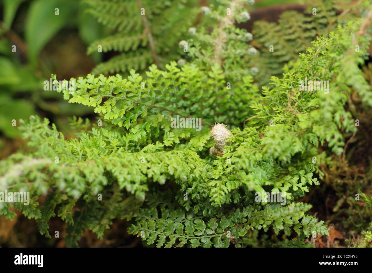 Polystichum Setiferum Plumosomultilobum. Soft, bushy fronds of Plumosomultilobum Group’ fern Stock Photo
