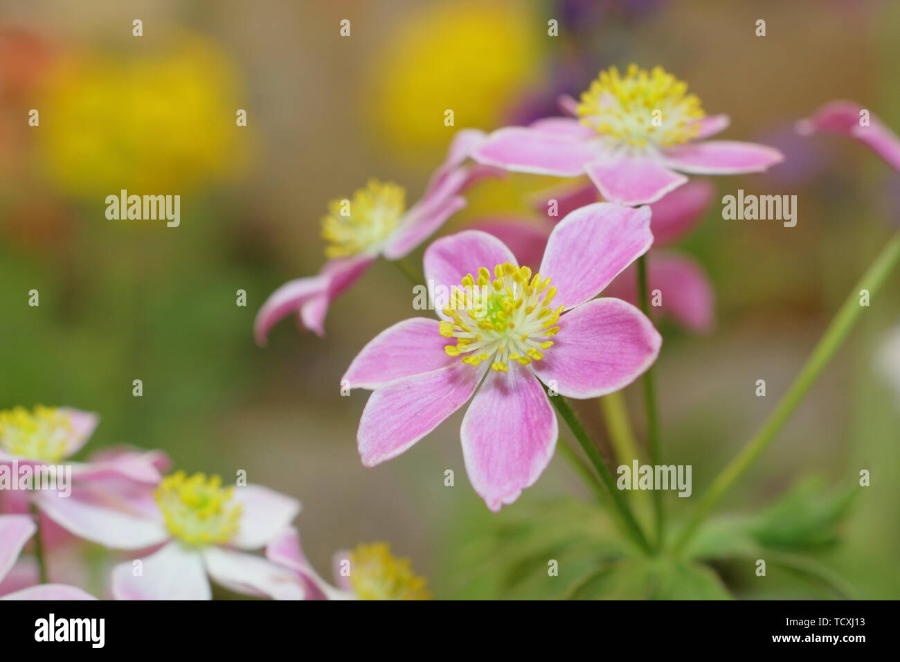 Anemone narcissiflora. Narcissus flowered anemone - pink form, flowering in April Stock Photo