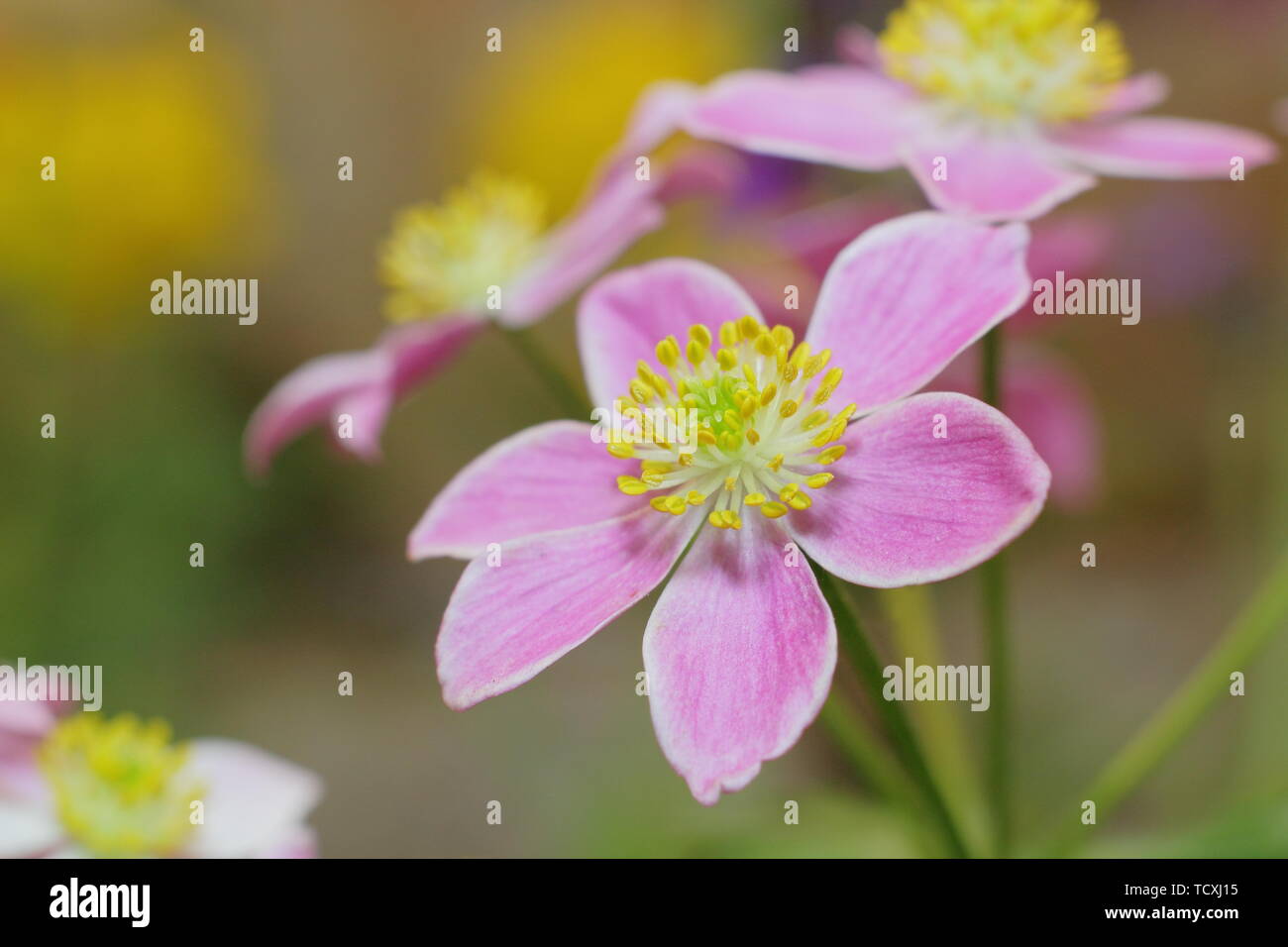 Anemone narcissiflora. Narcissus flowered anemone - pink form, flowering in April Stock Photo