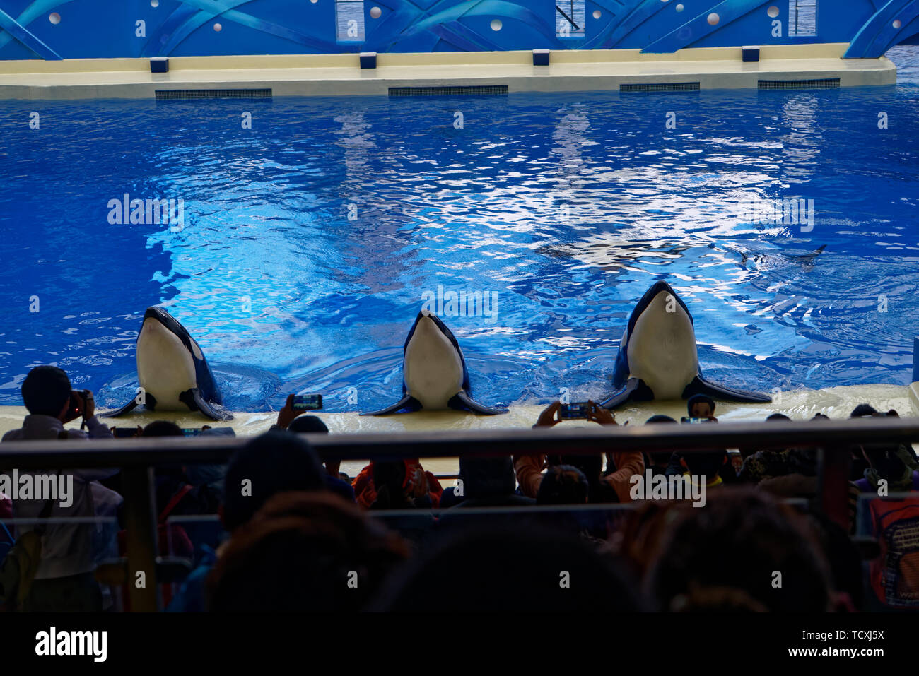 Haichang Ocean Park orca performance in Shanghai Stock Photo