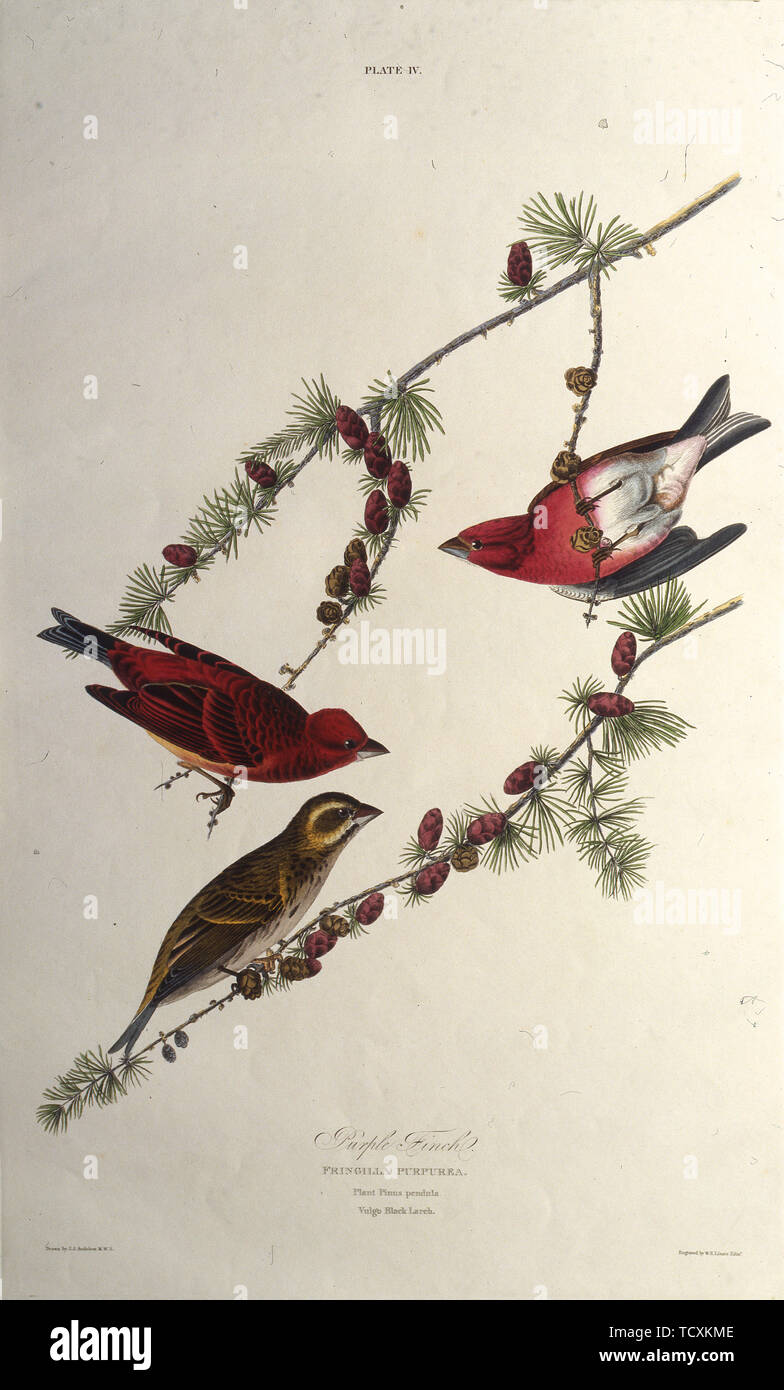 The purple finch. From 'The Birds of America', 1827-1838. Creator: Audubon, John James (1785-1851). Stock Photo