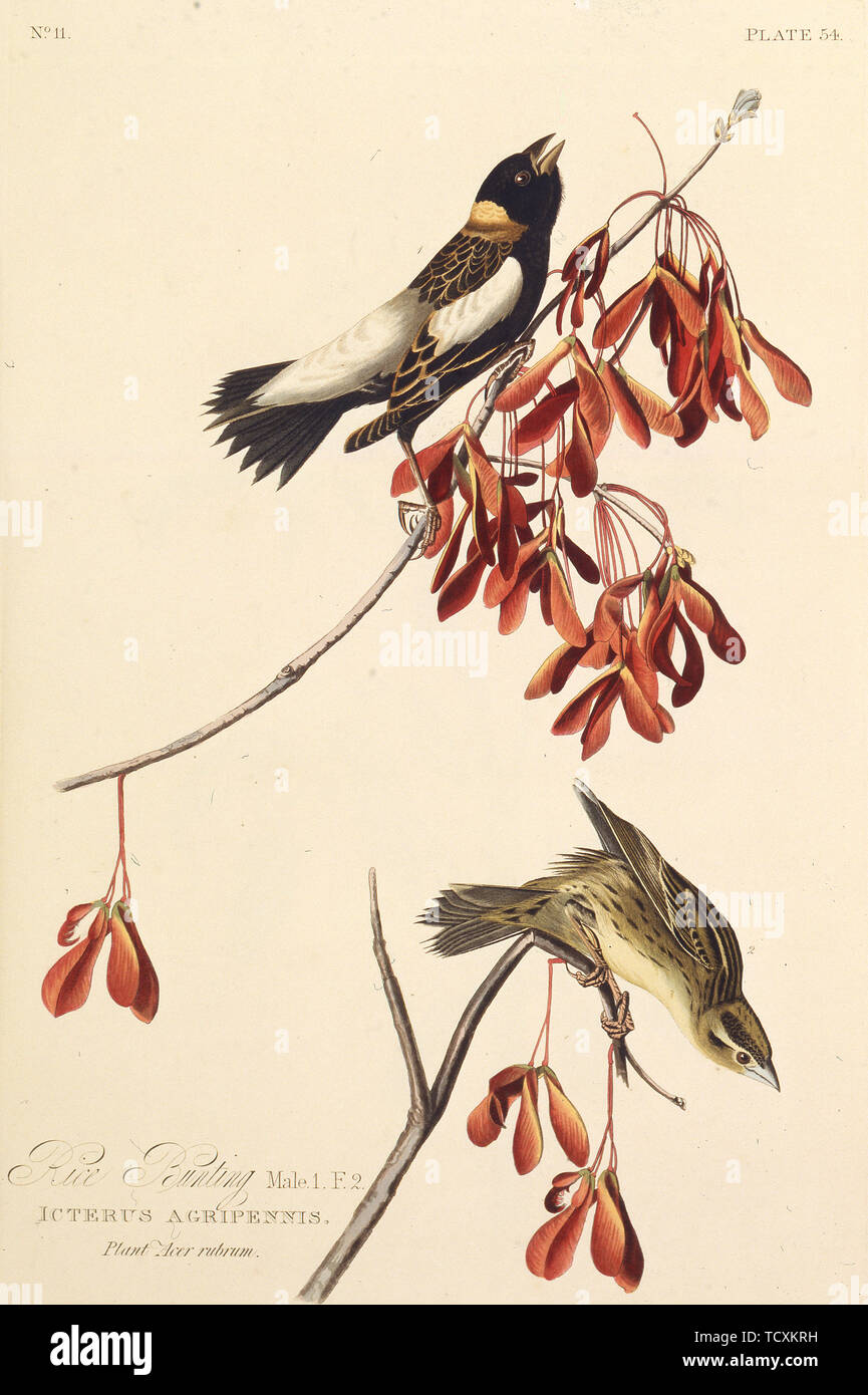 The Ricebird. From 'The Birds of America', 1827-1838. Creator: Audubon, John James (1785-1851). Stock Photo