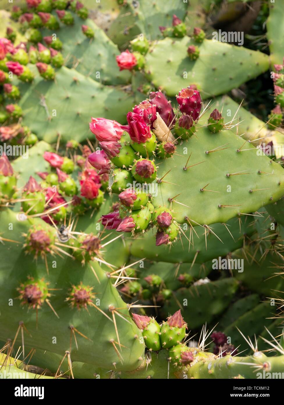 Opuntia, commonly called prickly pear, Stock Photo