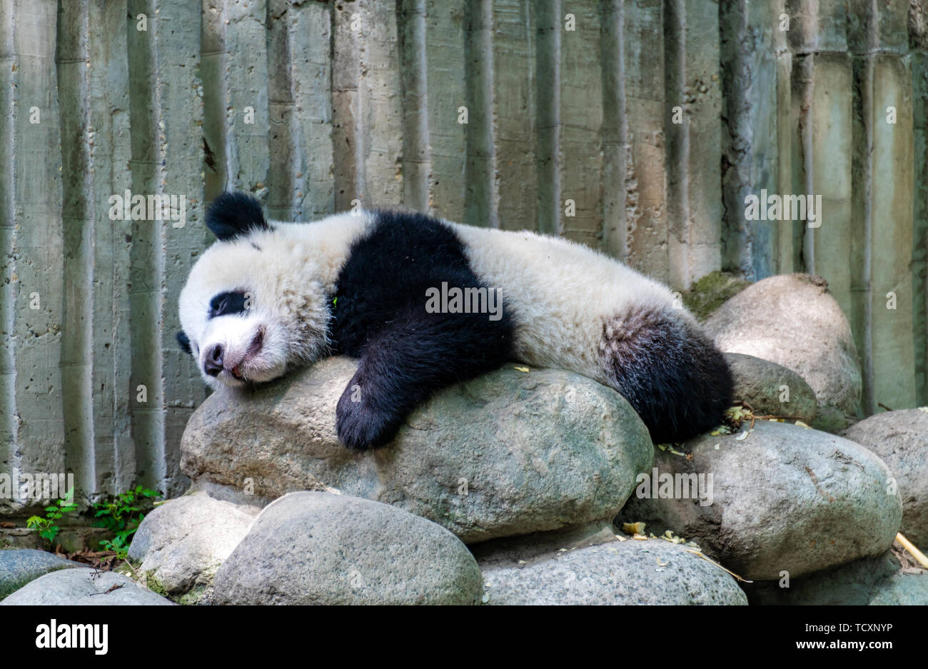 A lazy giant panda lying down Stock Photo - Alamy