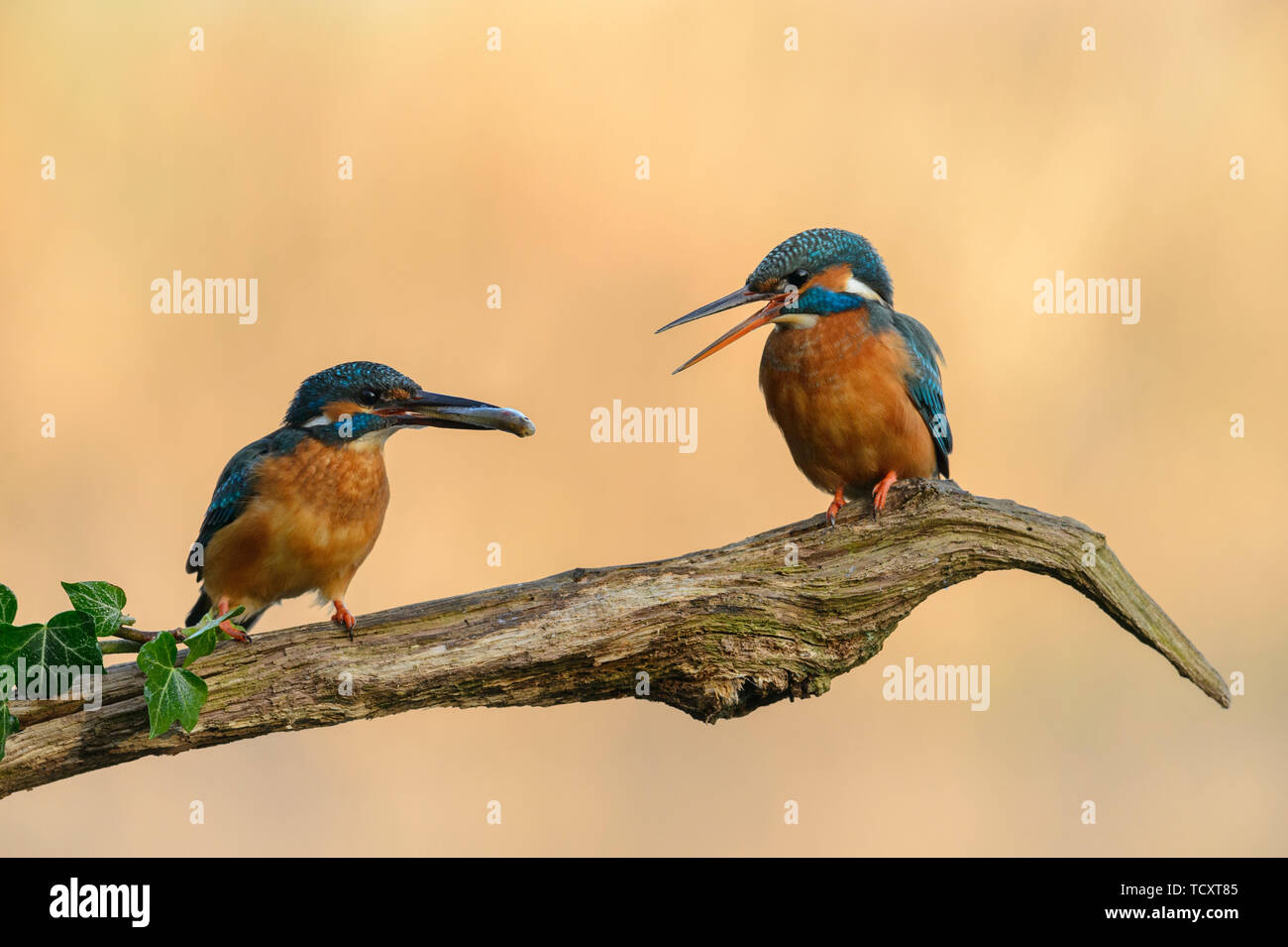 Pair of Kingfishers in courtship season with the male passing a fish to the female Stock Photo
