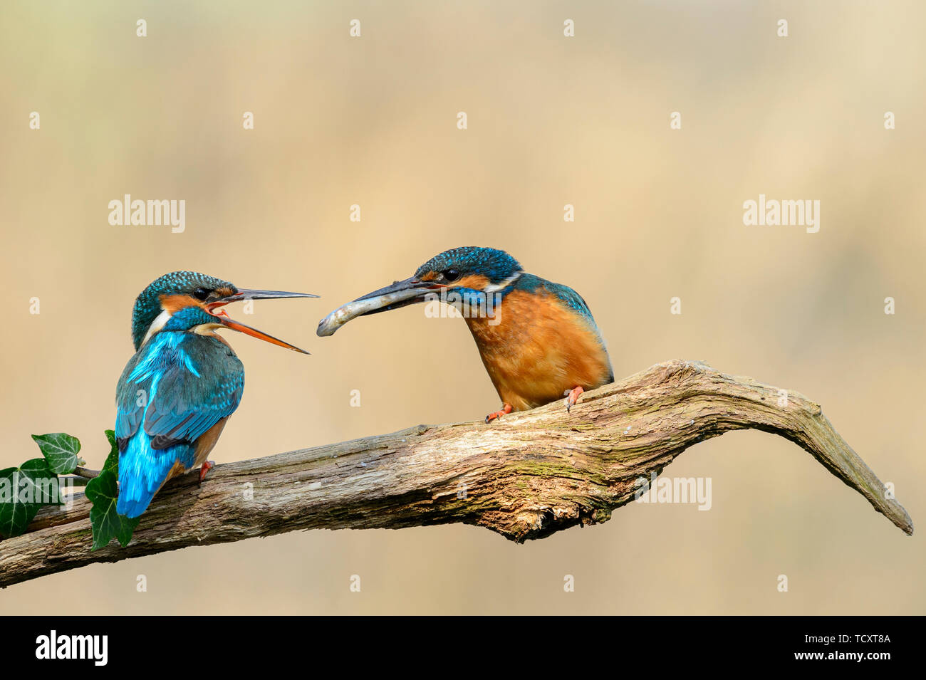 Pair of Kingfishers in courtship season with the male passing a fish to the female Stock Photo