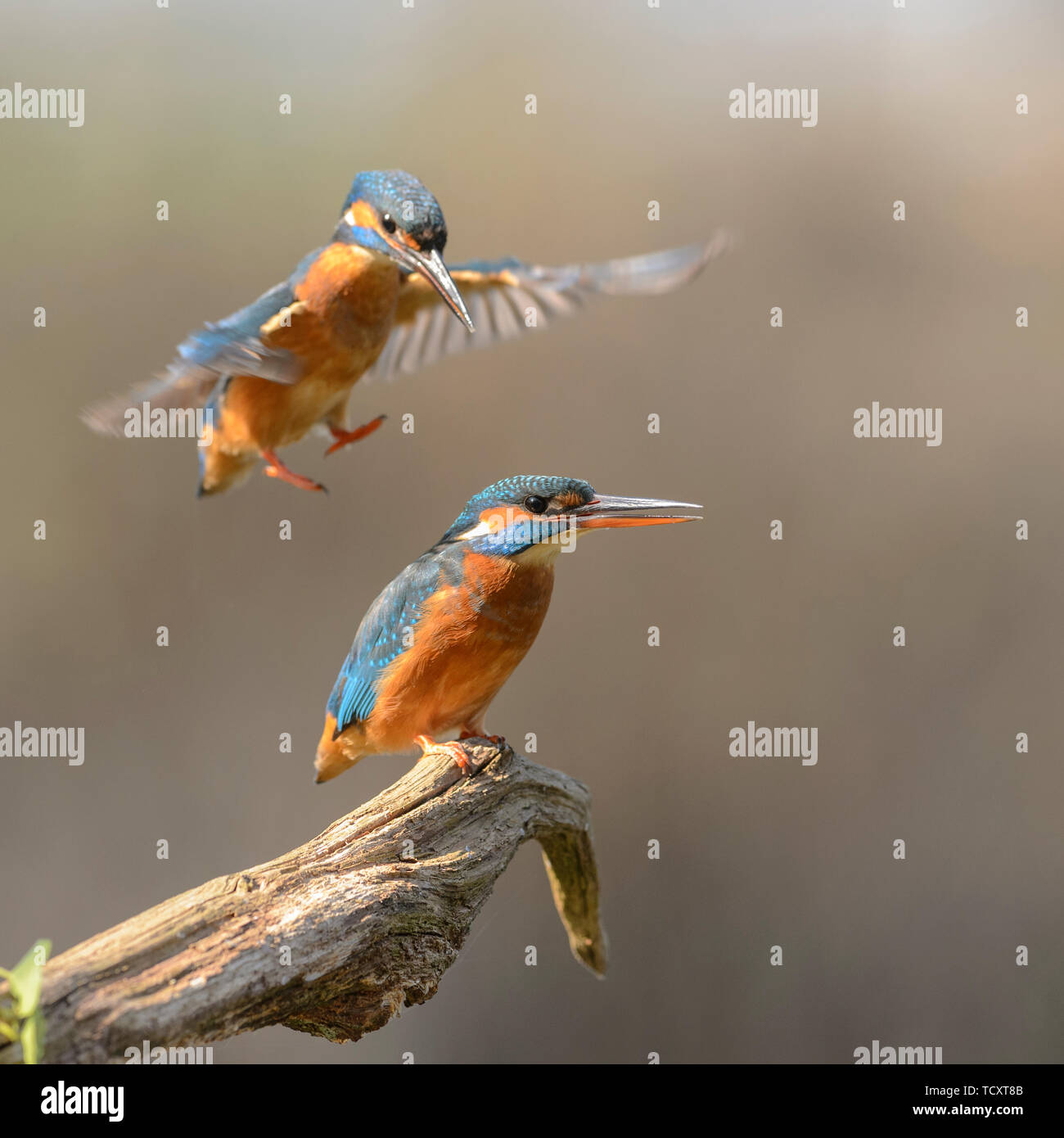 Male kingfisher landing on the back of the female before mating Stock