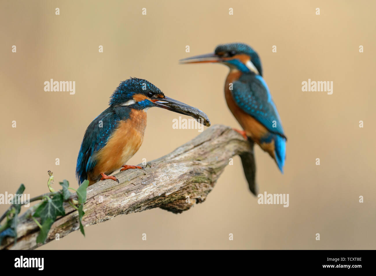 Pair of Kingfishers in courtship season with the male passing a fish to the female, which is blurry in the background Stock Photo