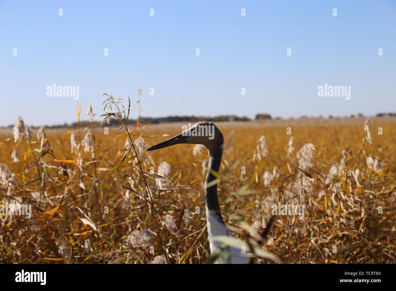 red - crowned crane Stock Photo - Alamy