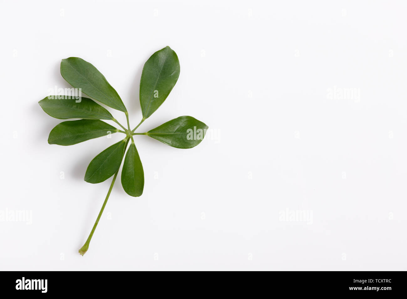 Tropical green leaf frame on white background Stock Photo - Alamy