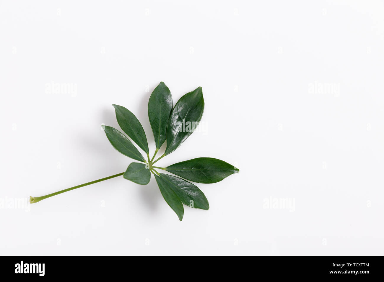 Tropical green leaf frame on white background Stock Photo - Alamy