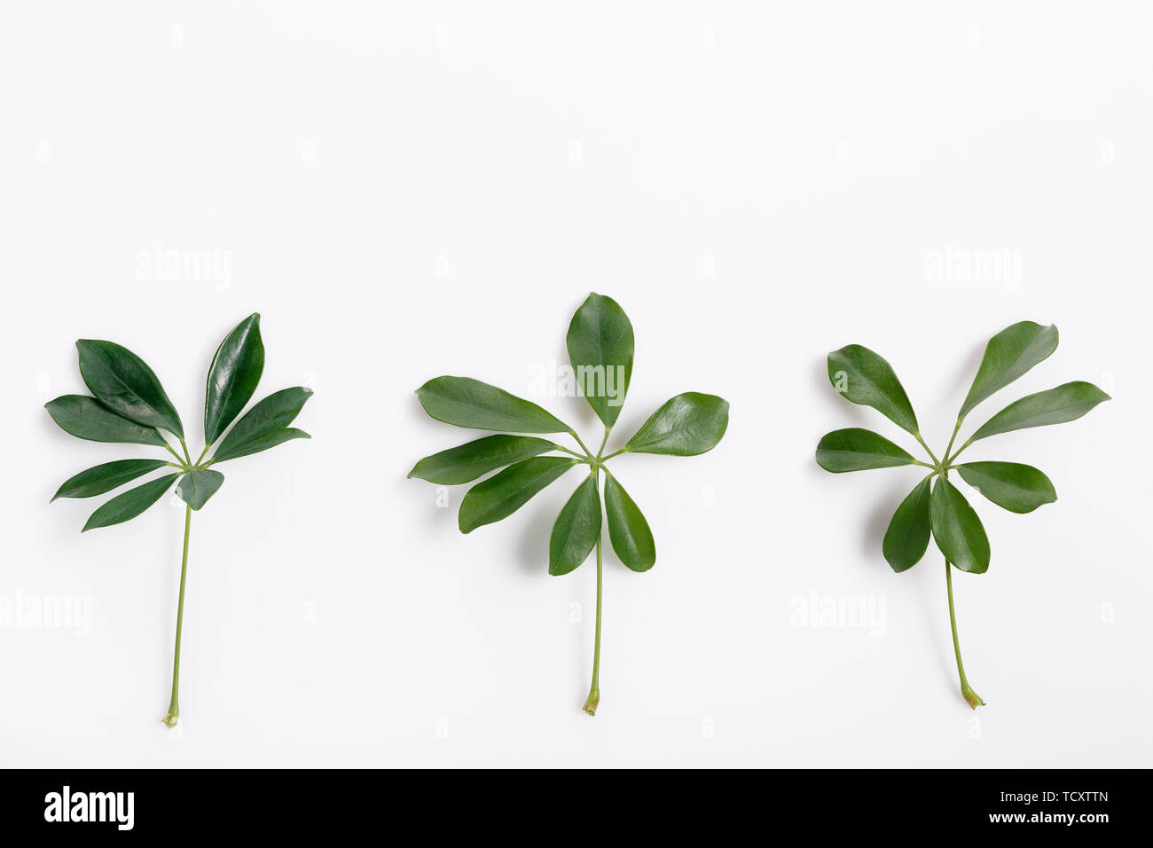 Tropical green leaf frame on white background Stock Photo - Alamy