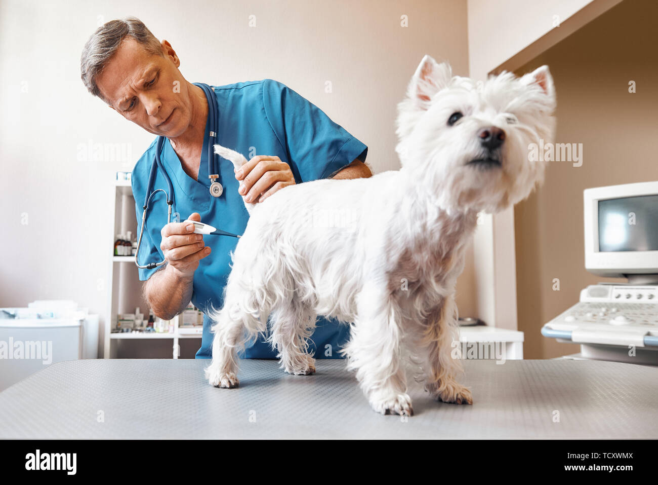 Small hotsell dog veterinarian