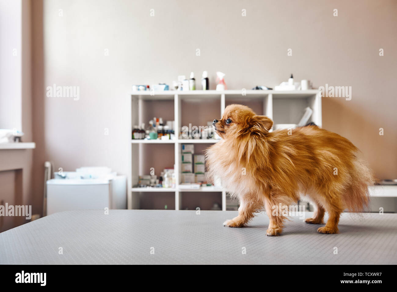 Small, but brave! Portrait of cute little dog standing on the table while visiting veterinary clinic. Medicine concept. Pet care concept. Animal hospi Stock Photo